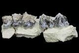Fossil Running Rhino (Hyracodon) Maxilla Section - Wyoming #143862-4